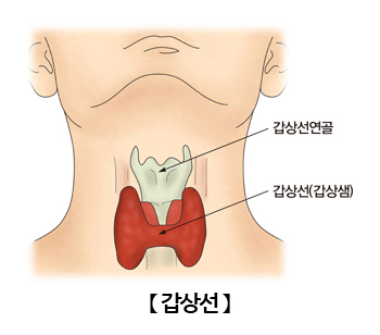 갑상선