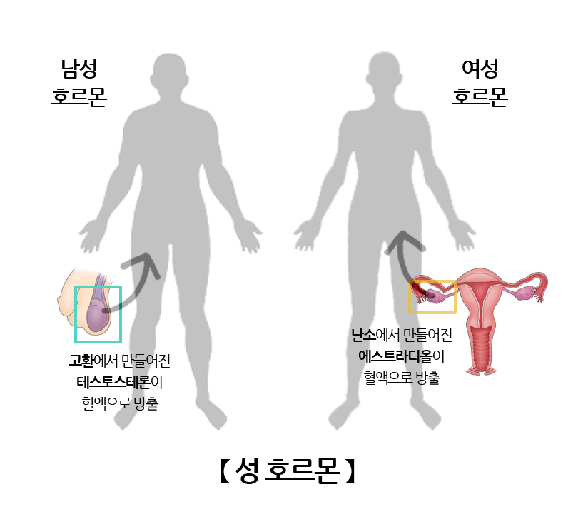 성호르몬