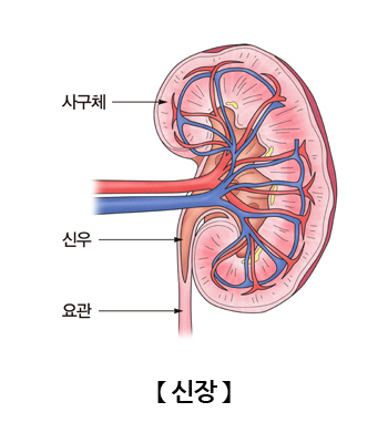 신장