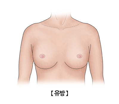 유방