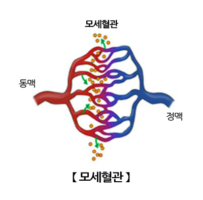 모세혈관