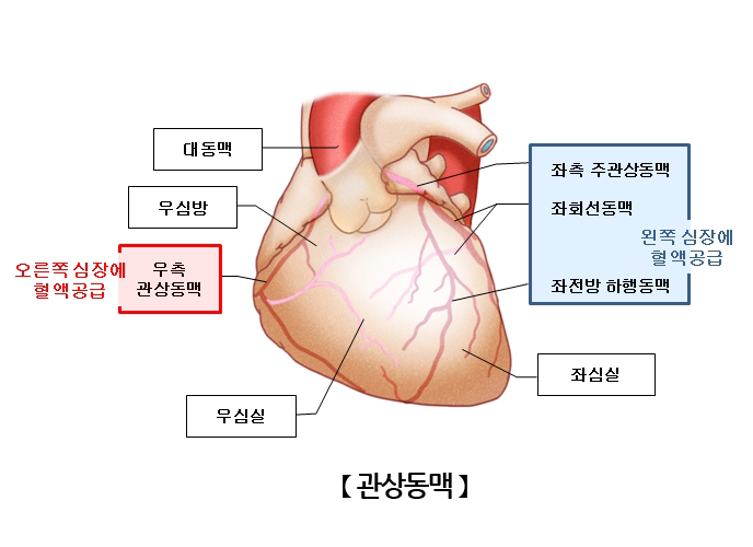 관상동맥