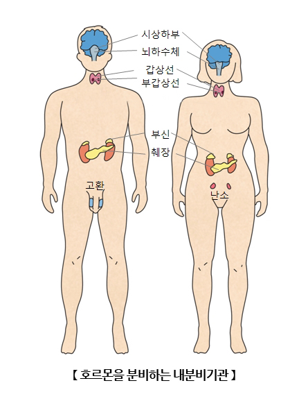 호르몬을 분비하는 내분비기관