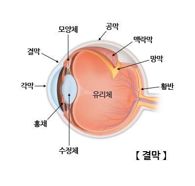 결막