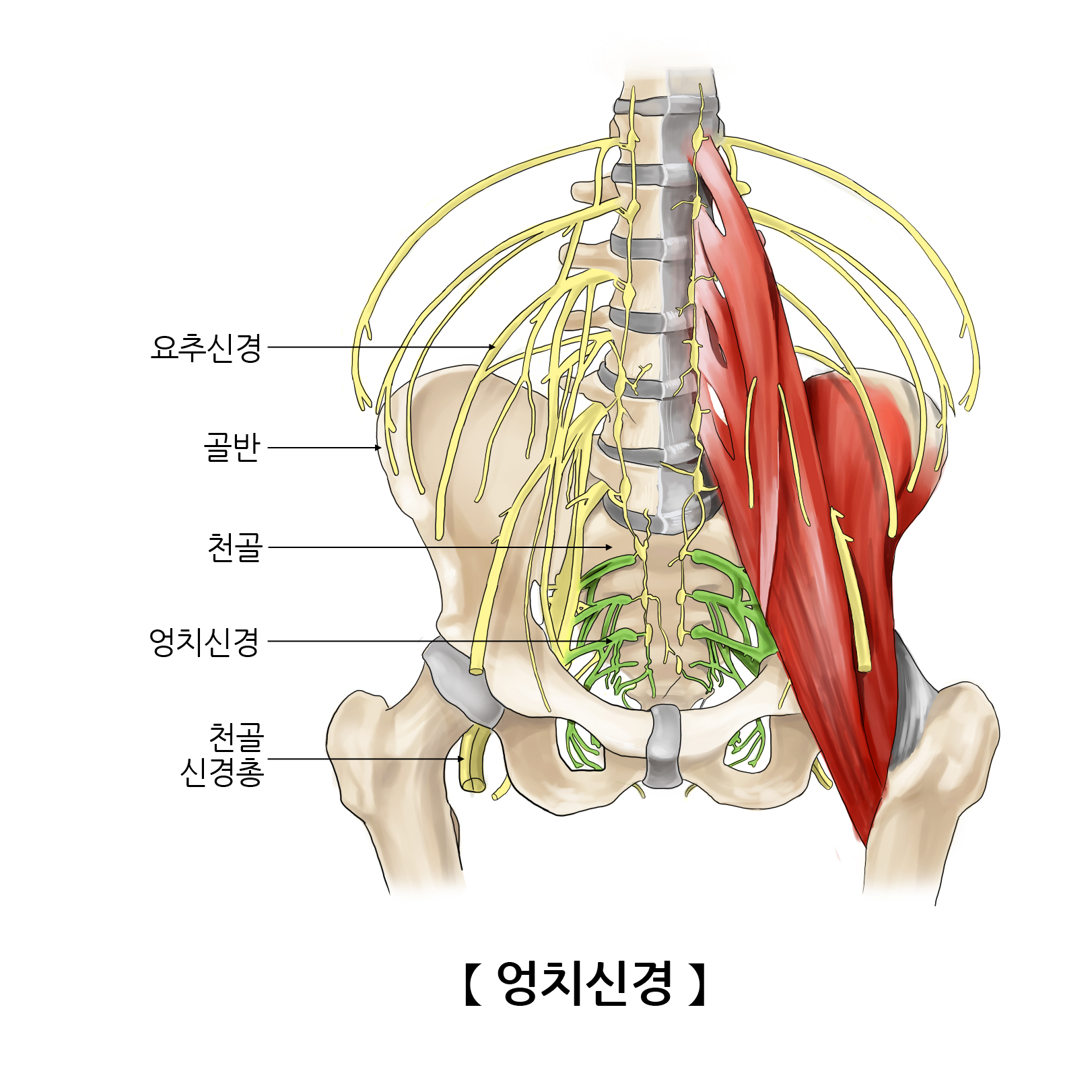 엉치신경