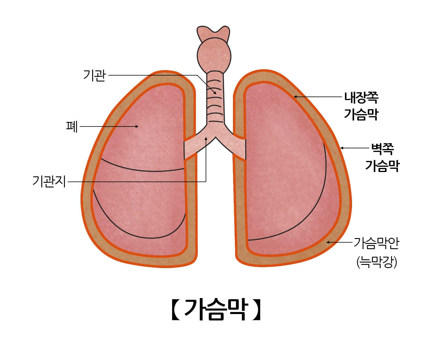 가슴막