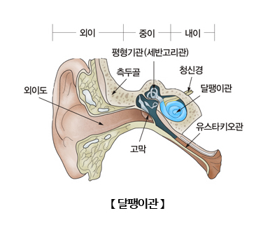 달팽이관